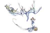 Bryotropha senectella