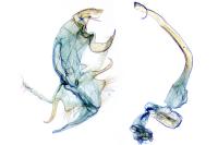 Bryotropha senectella