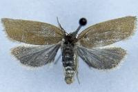 Aphelia viburnana
