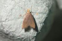 Eurodachtha pallicornella