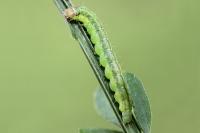Agonopterix scopariella