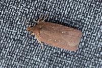 Agonopterix scopariella