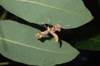 Cnaemidophorus rhododactylus