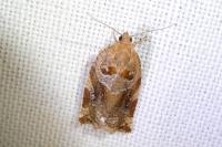 Archips xylosteana