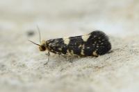 Lampronia corticella