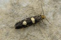Lampronia corticella