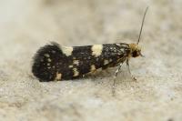 Lampronia corticella