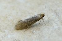 Nematopogon adansoniella