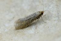 Nematopogon adansoniella