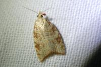 Aleimma loeflingiana