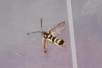 Synanthedon vespiformis