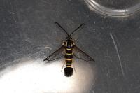 Synanthedon vespiformis