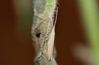 Coleophora follicularis