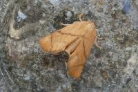Apoda limacodes