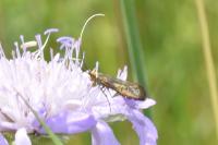 Nemophora metallica