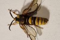 Sesia apiformis