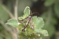 Chamaesphecia aerifrons