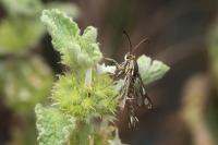 Chamaesphecia aerifrons
