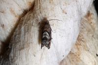 Cydia interscindana