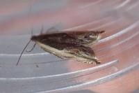 Ancylis apicella