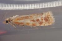 Rhyacionia buoliana