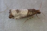 Notocelia roborana