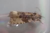 Hedya ochroleucana