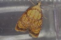 Acleris bergmanniana