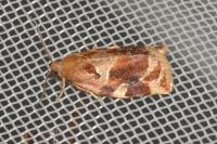 Archips xylosteana