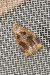 Archips crataegana