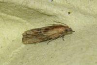 Eucosma gr. cana