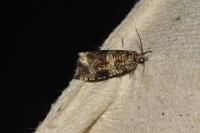 Celypha lacunana