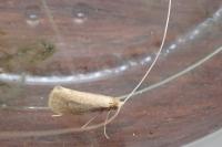 Nematopogon metaxella