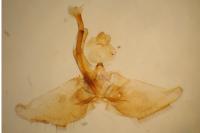 Nematopogon metaxella