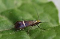 Adela australis