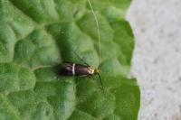 Adela australis