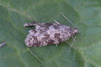 Cnephasia