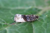 Hedya nubiferana