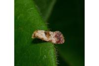Neocochylis millierana