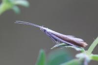 Coleophora discordella