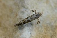 Gracillaria syringella