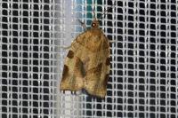 Choristoneura hebenstreitella