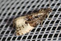 Hedya pruniana