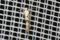 Argyresthia sorbiella