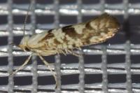 Argyresthia sorbiella