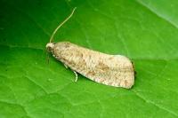 Epiblema grandaevana