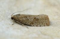 Epiblema grandaevana
