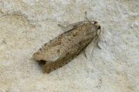 Epiblema grandaevana