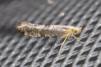 Argyresthia spinosella
