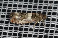Notocelia trimaculana